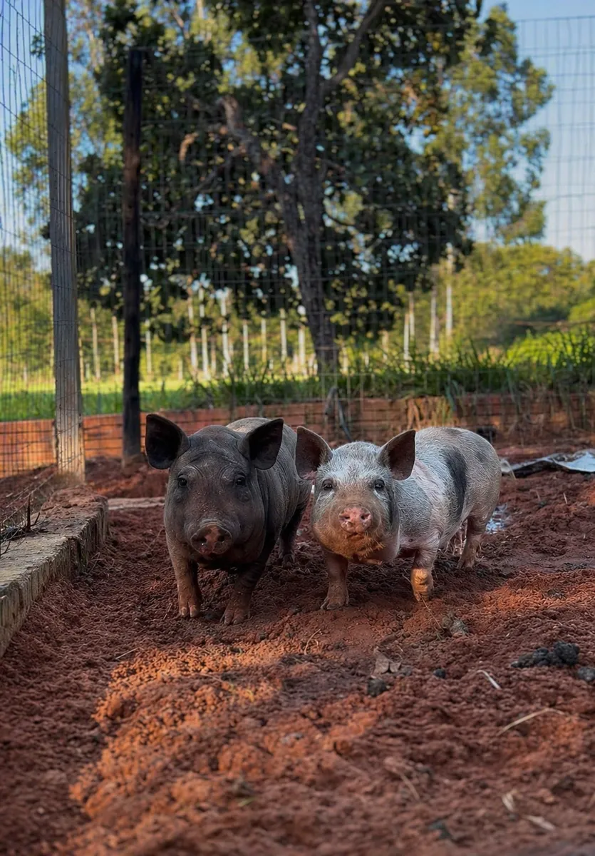 Mini porcos no recanto da fazendinha
